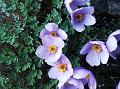 Himalayan Spurless Columbine